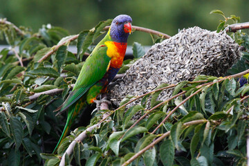 rainbow lorikeet parrot