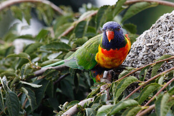 rainbow lorikeet on a branch