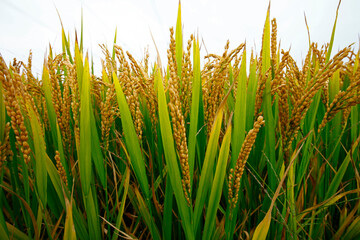 The autumn rice fields