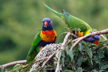 rainbow lorikeet in the tree