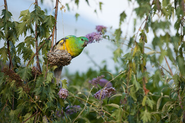 parrot in tree