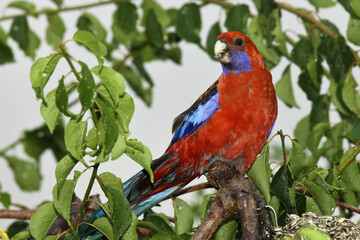 rosella parrot on branch