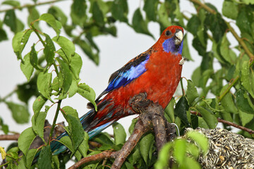 rosella parrot