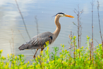 Great gray heron (Ardea cinerea) is fishing in Fremont Central Park. Wildlife photography.