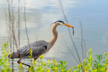 Great gray heron (Ardea cinerea) holds a stick in its beak