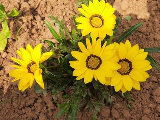 Yellow flowers of Gazania. Gazania is a genus of flowering plants in the family Asteraceae, native to Southern Africa. They produce large flowers  daisy-like composite shades of yellow and orange.
