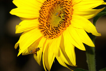 bee and sunflower close up