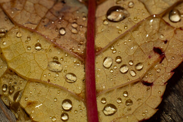 A closeup macroshot of a yellow brown leaf with rain water drops.	