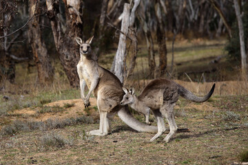 kangaroo with joey