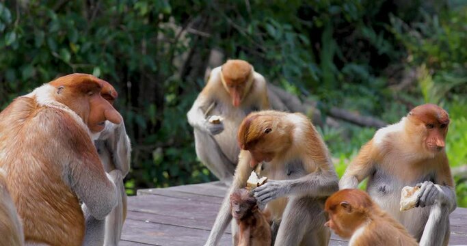 Proboscis Monkey, Conservation Animals, Sandakan, Sabah, Borneo, Malaysia
