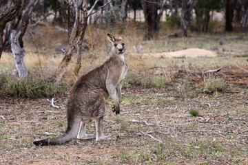 Obraz na płótnie Canvas kangaroo in the wild