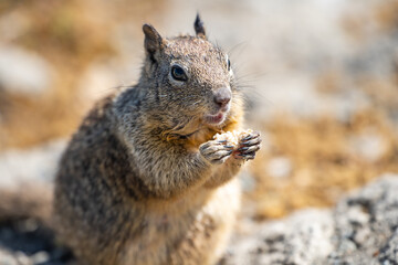 Naklejka na ściany i meble California ground squirrel (Spermophilus beecheyi) is eating a piece of bread. Close-up