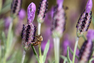 bee on lavender flowers in the field