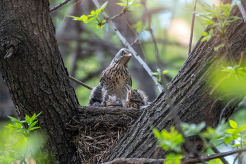 Thrush fieldfare, Turdus pilaris, in a nest with chicks