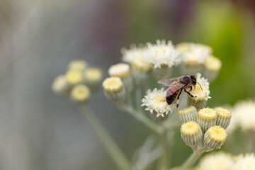 Flower and bee