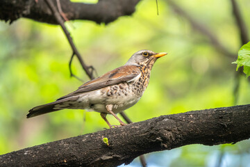 Fototapeta premium Fieldbird sits on a branch in spring with a blurred background.