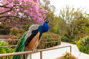 Fototapeta premium Peacock, flower, tree