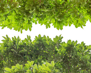 Fototapeta na wymiar Frame Of Fresh Green Leaves Isolated White Background