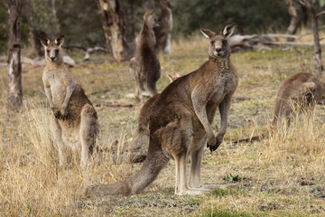 kangaroo in the wild