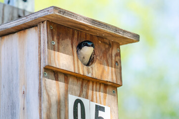 A tree swallow peeks out of its birdhouse
