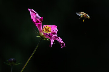 flying bee near pink flower