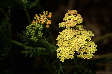 yellow flowers in the garden