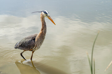 Great gray heron (Ardea cinerea) is fishing in Fremont Central Park. Wildlife photography.