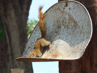 squirrel in a tree