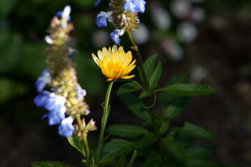 yellow flower in garden