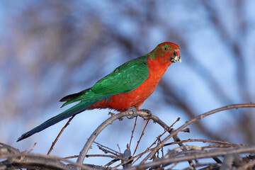 king parrot red and green