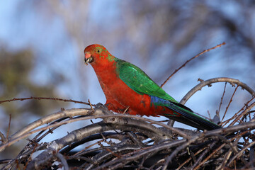 king parrot red and green 
