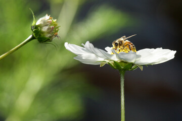 bee on a white flower