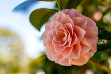 Close up of pink Camellia