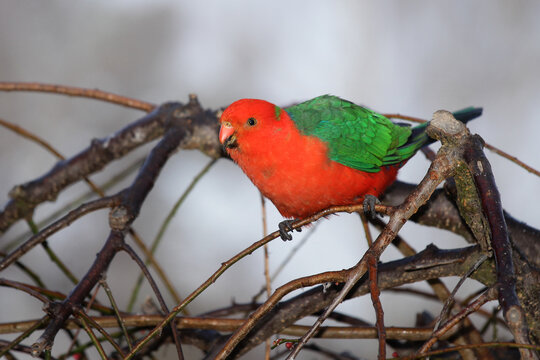 king parrot in tree