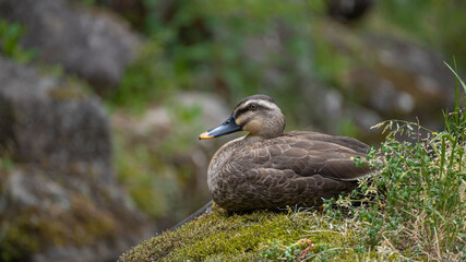 A duck sitting on a rock in a pond