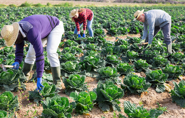Harvest time. Group of agricultural workers cutting ripe heads of savoy cabbage on farm field on sunny spring day