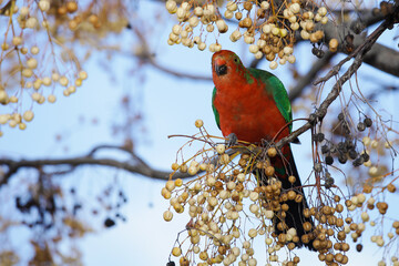 king parrot in a tree
