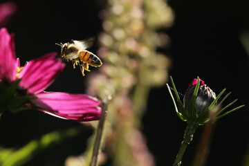 bee flying in garden