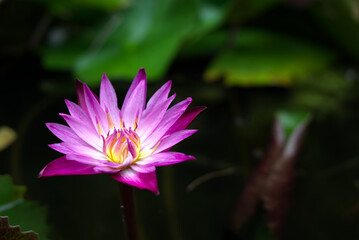 Purple lotus background with copy space. Beautiful purple water lily flower cover and backdrop. Natural flora flowers, water plant collection.