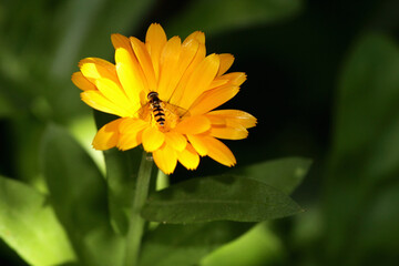 native bee on yellow flower