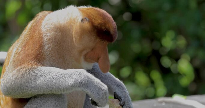 Proboscis Monkey, Conservation Animals, Sandakan, Sabah, Borneo, Malaysia