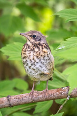 A fieldfare chick, Turdus pilaris, has left the nest and is sitting on a branch. A chick of...