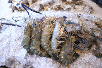 Fresh raw shrimps are sold at seafood market. Shrimps are popular menu at seafood buffet restaurants.