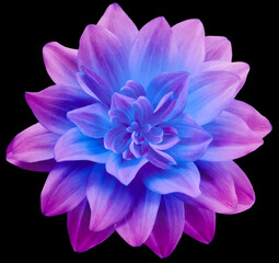 Fototapeta premium dahlia flower pink-blue. Flower isolated on the black background. No shadows with clipping path. Close-up. Nature.