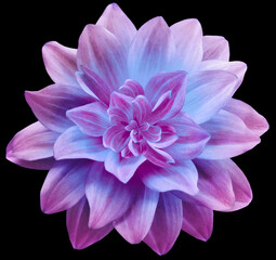 Fototapeta premium dahlia flower pink-blue. Flower isolated on the black background. No shadows with clipping path. Close-up. Nature.