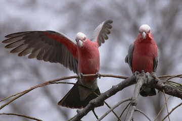 red galah parrots