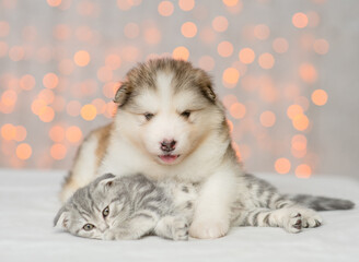 Fototapeta na wymiar Alaskan malamute puppy embraces kitten on festive background