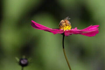 bee on a flower