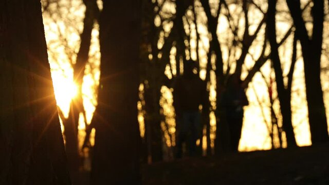 young couple walking silhouette walking in the forest at sunset