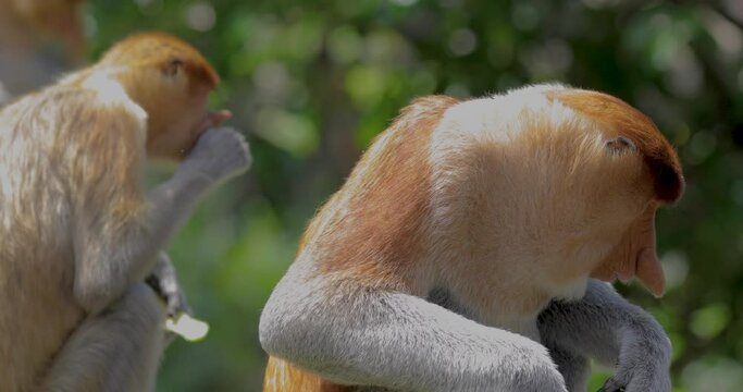 Proboscis Monkey, Conservation Animals, Sandakan, Sabah, Borneo, Malaysia
